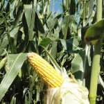 corn